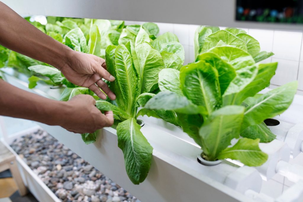 Benefits of Hydroponics to the Environment