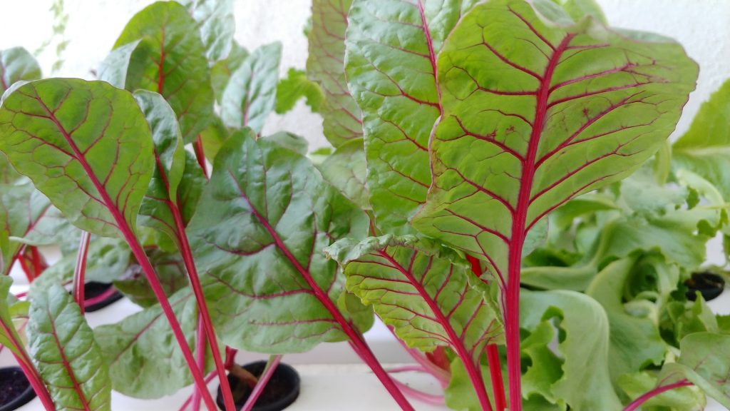 indoor hydroponic vegetable gardening