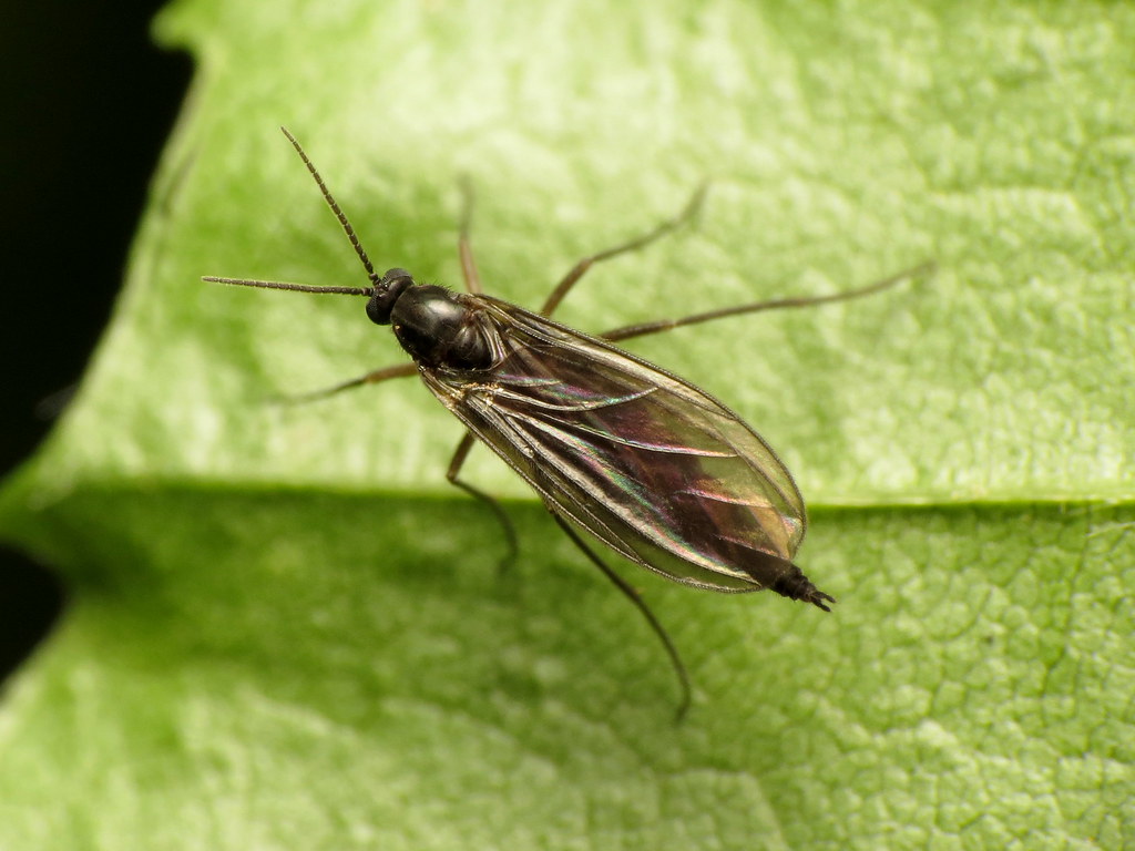 How to Get Rid of Gnats in Plants Naturally