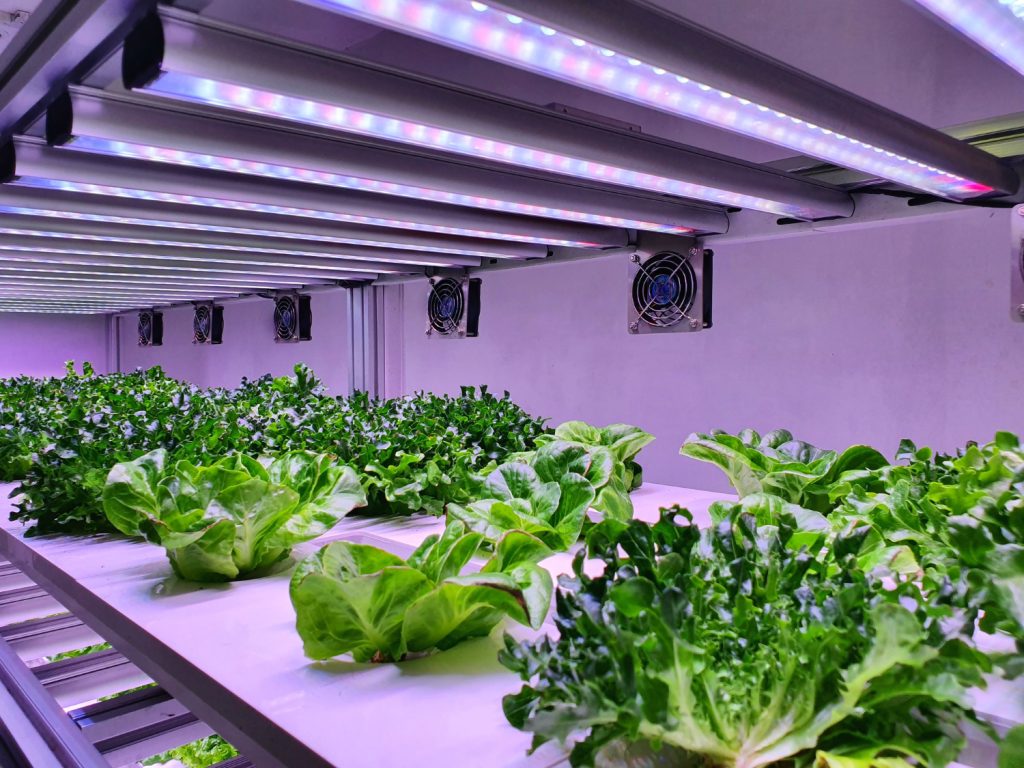 Indoor hydroponic gardening