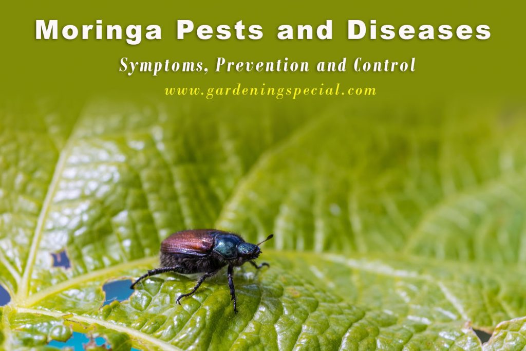 Moringa Pests and Diseases: Symptoms, Prevention and Control