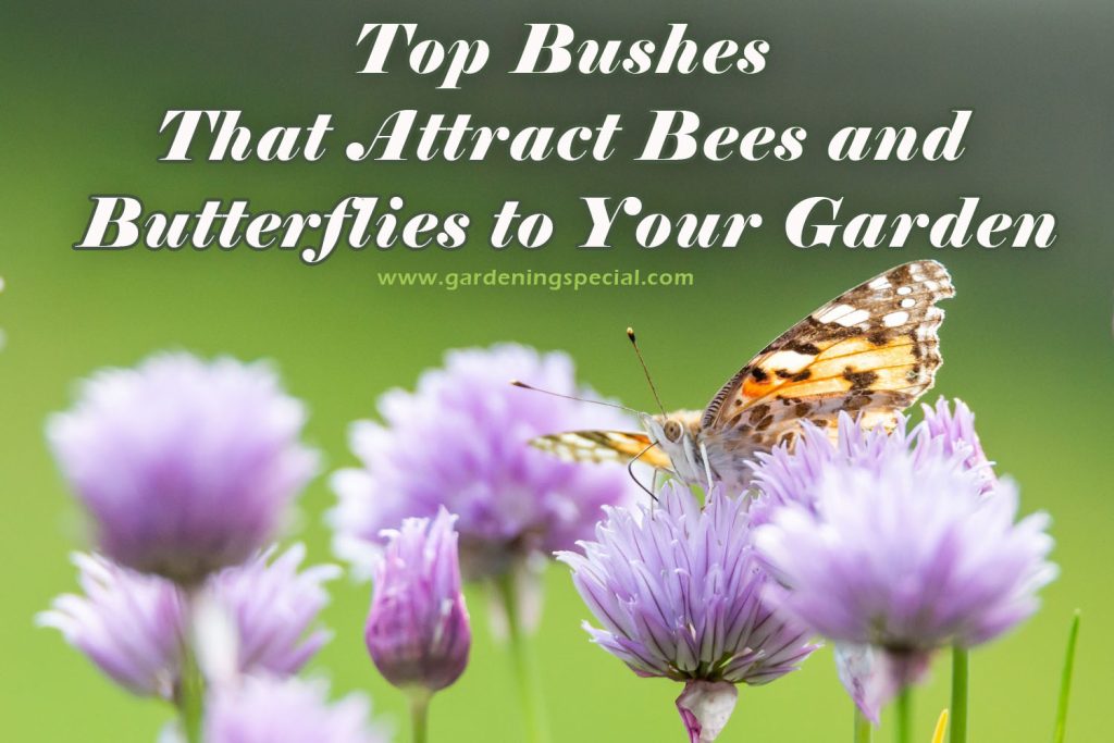 Bushes That Attract Bees and Butterflies