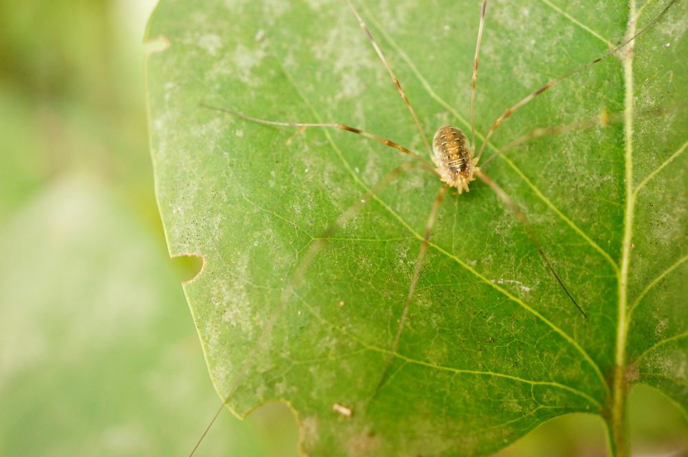 Pest on Leaf