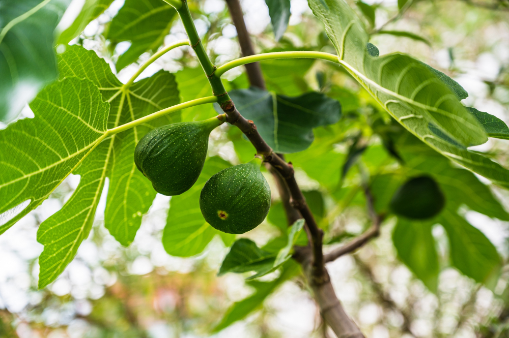 why fig tree not producing fruit