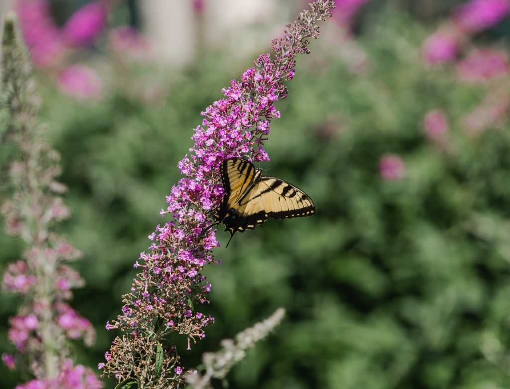 Butterfly Bush (Buddleja davidii)