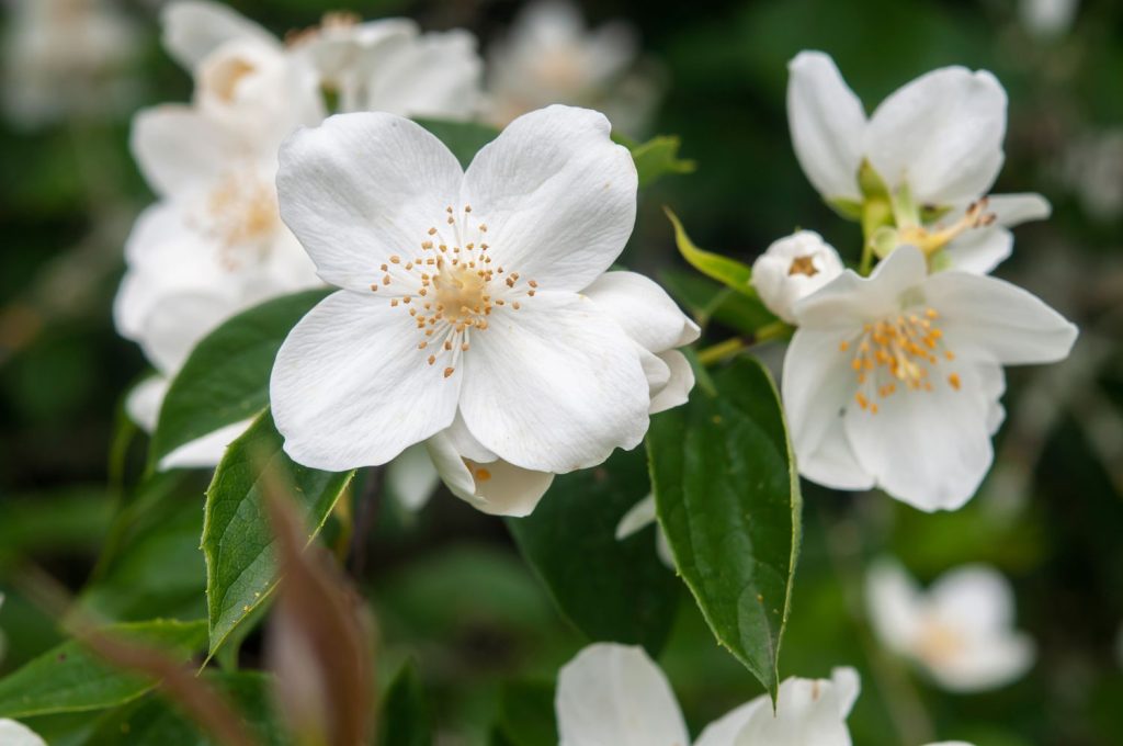 mock-orange