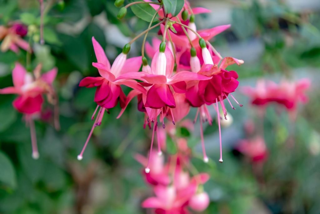 Fuchsia