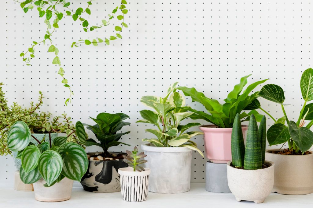 Easiest Indoor Plants to Keep Alive