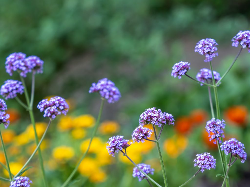 Verbena