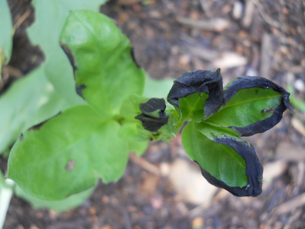 Leaves Turning Black on Indoor Plants