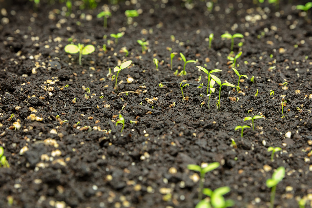 How to Disinfect Soil from Fungus