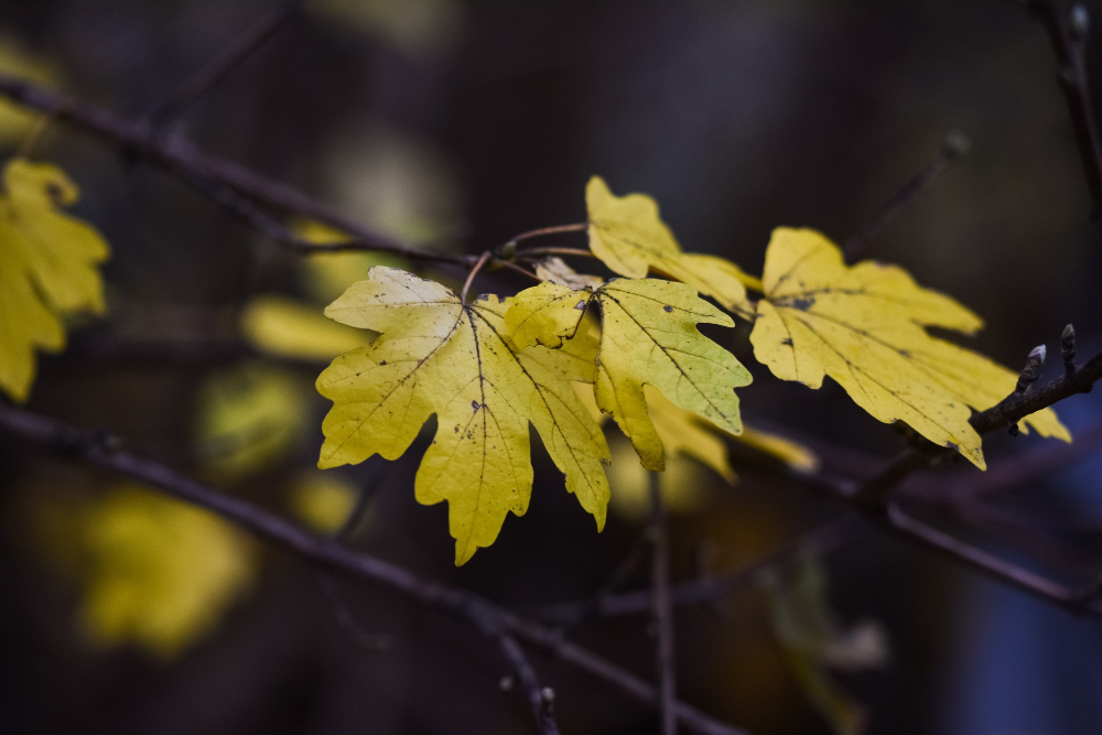 Leaves turning yellow