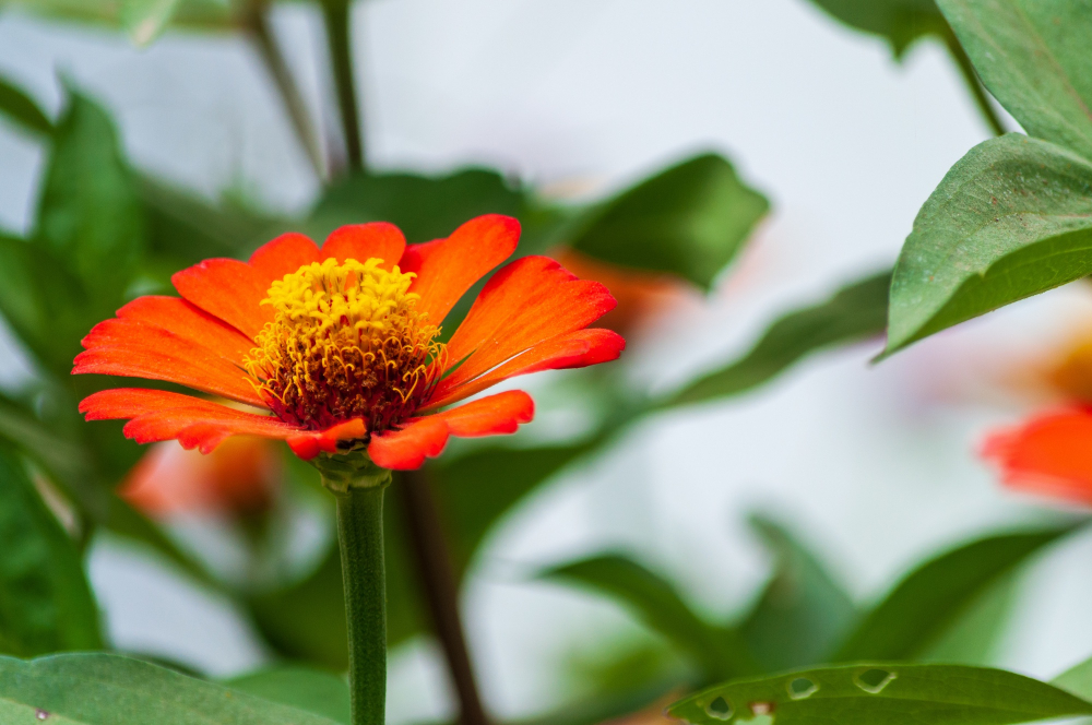 Growing Zinnias from Seed in Pots