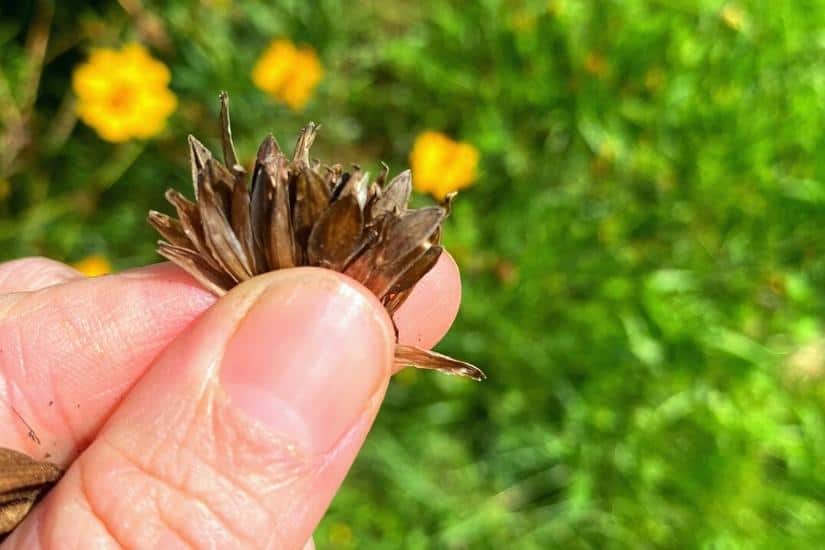 zinnia seeds